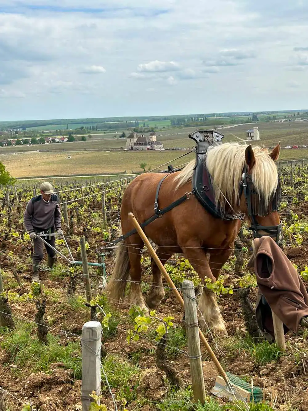 A vineyard being ploughed with a horse