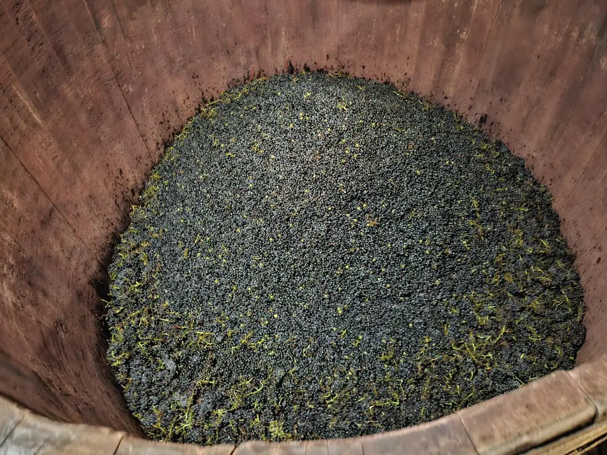 Grapes fermenting in an open wooden vat
