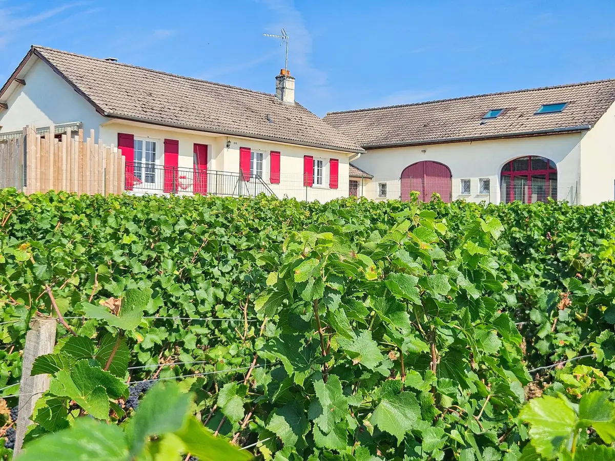 Le Clos des Loups, the family house, behind the vines