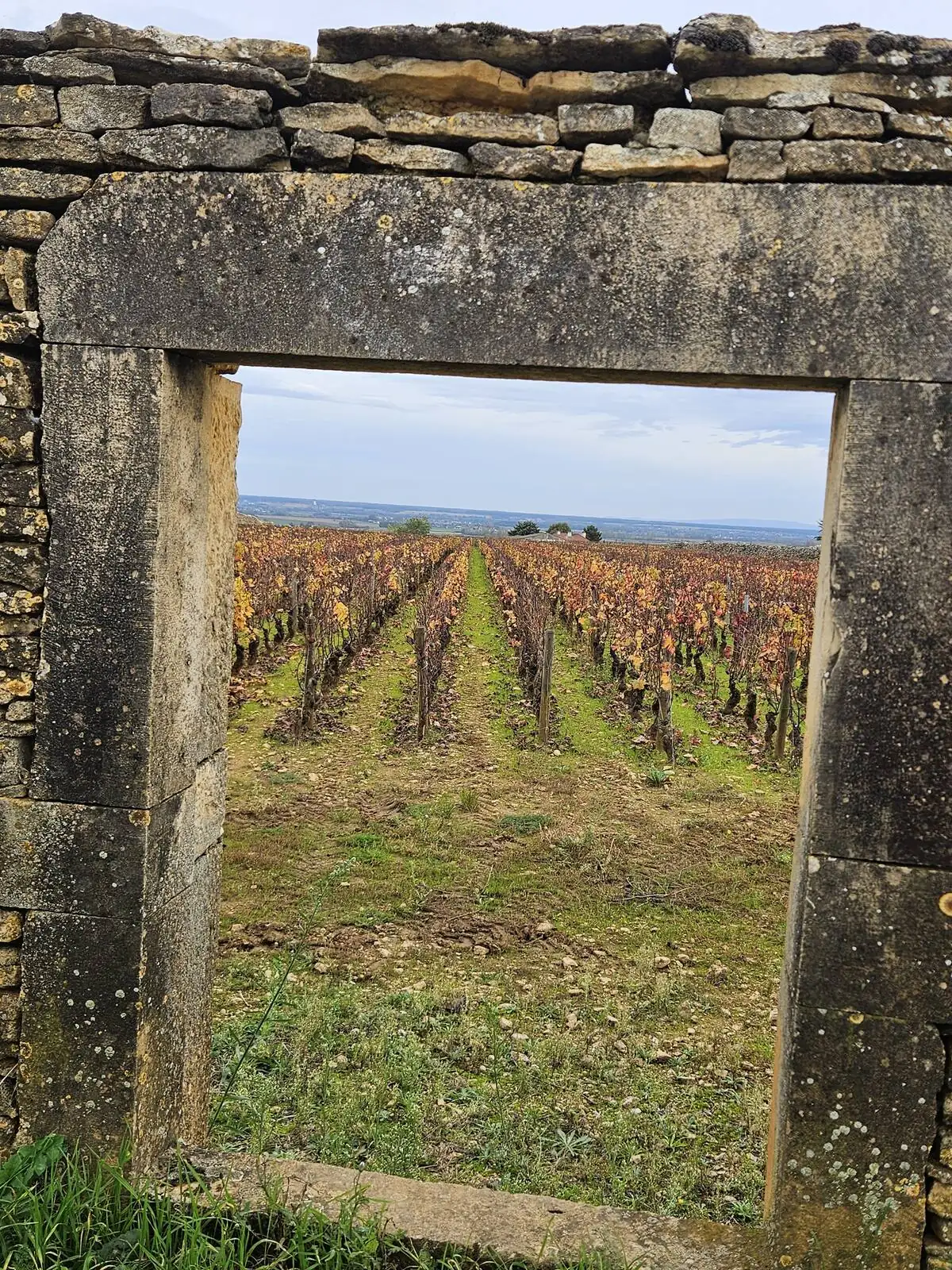 A stone doorway opening onto the vines