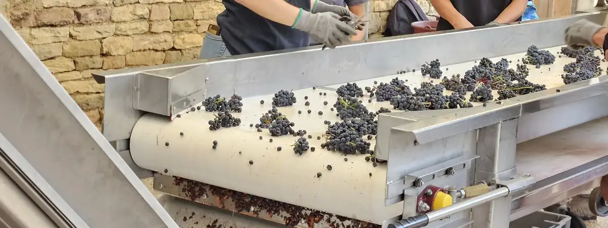 Grapes on the sorting table at harvest time